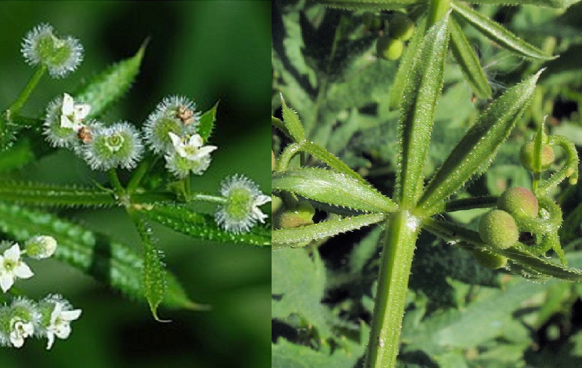 True Cleavers (Galium aparine) and False Cleavers (Galium spurium)